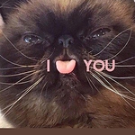 Profile Picture of Ngo Dung (@ngodung.jp) on Flickr