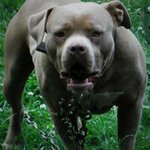 Profile Picture of Adam Labrie (@nightswatchbullies) on Instagram