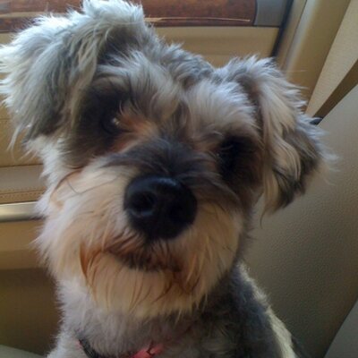 Profile Picture of Janet Bower (@janbower1) on Twitter