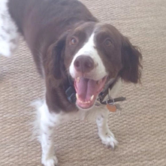 Profile Picture of Lauren Truxal (@laurenichole31) on Poshmark