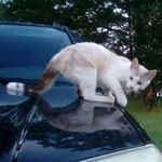 Profile Picture of Amber Rose Tinker (@_ultimate_animal_pictures_) on Instagram