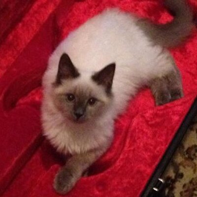 Profile Picture of Liam Giles Stephens (@LiamGilesKitty) on Twitter