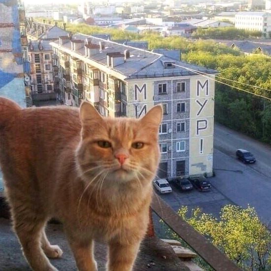 Profile Picture of Марк Кудрявцев🤟 (@markhippie07) on Tiktok