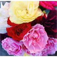 Profile Picture of Amanda Ouk (@amanda-ouk) on Quora