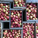 Profile Picture of Michael Wrigley (@wrigleysappleorchard) on Instagram