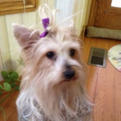 Profile Picture of Lynne Popp (@lynnep1969) on Twitter