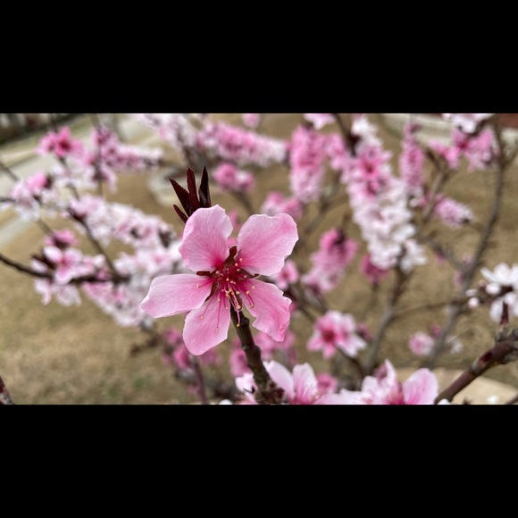 Profile Picture of Yiming Liu (@kuyie221) on Poshmark