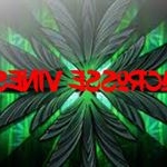 Profile Picture of Stephen (@lax.vines) on Instagram