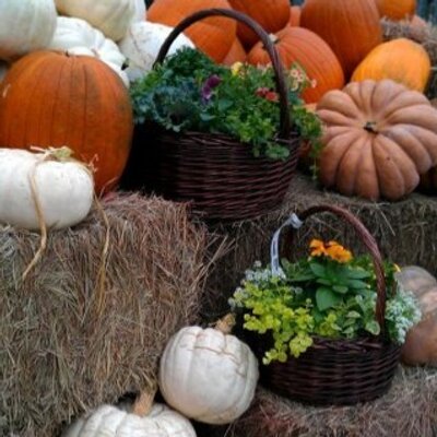 Profile Picture of Phyllis Daniels (@oceanisle11) on Twitter