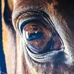 Profile Picture of alex ju (@urchukneft) on Instagram