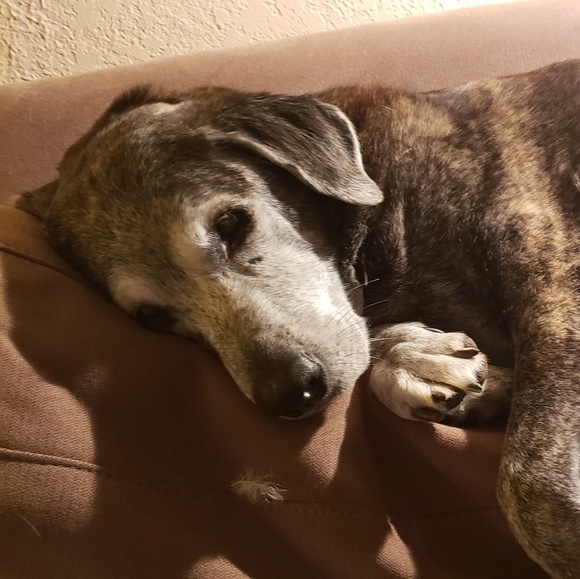 Profile Picture of Janet Przybyla (@badpuppy8) on Poshmark