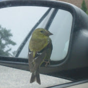 Profile Picture of Doug Gardner (@feardragon145) on Youtube