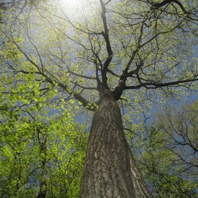 Profile Picture of Lynda V. Mapes (@LyndaVMapes) on Twitter