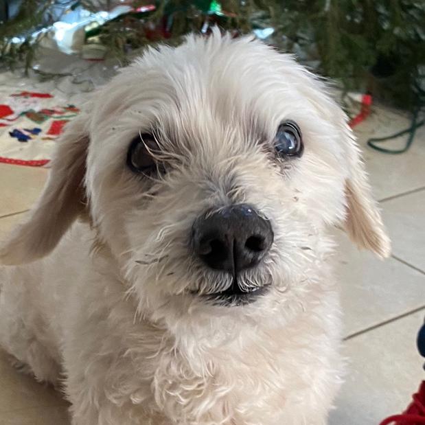 Profile Picture of Alexa Bogran (@alexabogran) on Tiktok