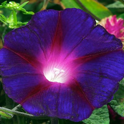 Profile Picture of Tanisha Daniel (@TeeNee12) on Twitter