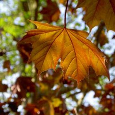 Profile Picture of Ben Dawes (@caretakersrus) on Twitter