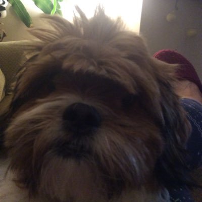 Profile Picture of Miranda Walsh (@miranda35602367) on Twitter