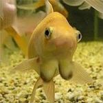 Profile Picture of Kyla🥰💫she/her (@3xclusive.___.k) on Instagram