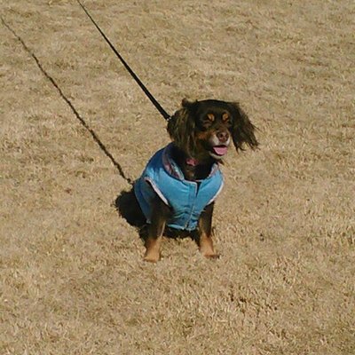 Profile Picture of Tracy Monk (@Tracykmonkey) on Twitter