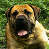 Profile Picture of Paula Gibson (@barbarianboerboel) on Flickr
