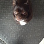 Profile Picture of Catherine Ryan (@bostonbrownie918) on Instagram