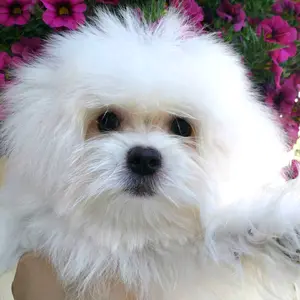 Profile Picture of _Marselle_31 (@_marselle_31) on Tiktok