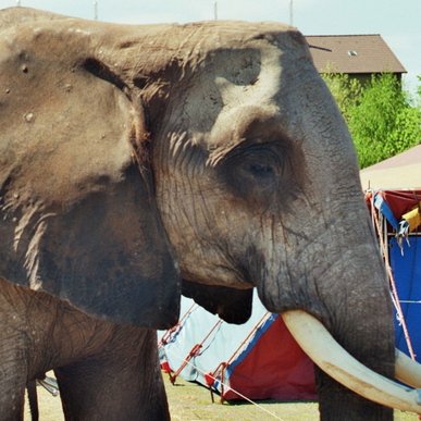 Grießmann - Twitter Profile Picture of Grießmann (@CircusZirkus) on Twitter