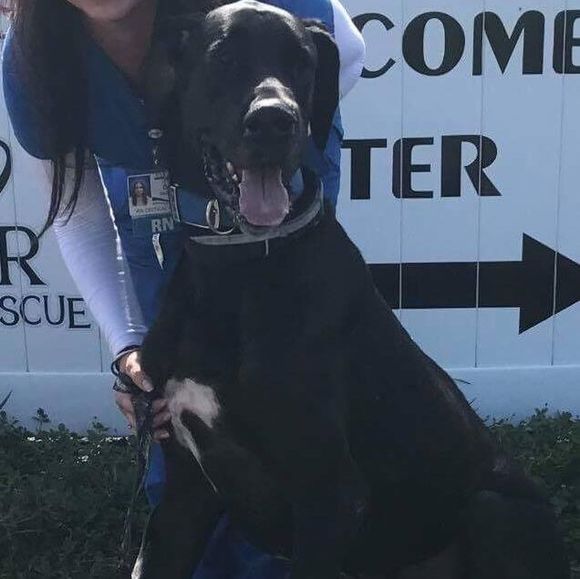 Profile Picture of Danielle Marrone (@sleepqtpie) on Poshmark