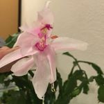 Profile Picture of Rhonda Ashworth (@rhonda.ashworth) on Instagram