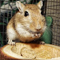 Profile Picture of Sandra c (@@NorthernGerbils) on Tiktok