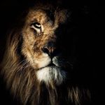 Profile Picture of Frases_de_leon (@frases_de_leon) on Instagram