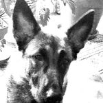 Profile Picture of Bruce Granville Mathews (@wunhanonly) on Instagram