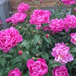 Profile Picture of Isabel Matamoros (@isabel_matamoros) on Instagram