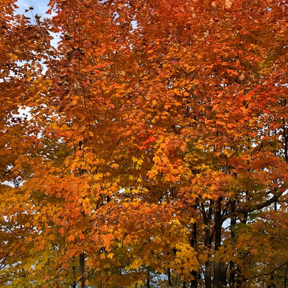 Profile Picture of Fiona Moore (@fionamoore931) on Poshmark