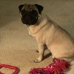Profile Picture of Stacey Knepper (@pugmomsk) on Instagram