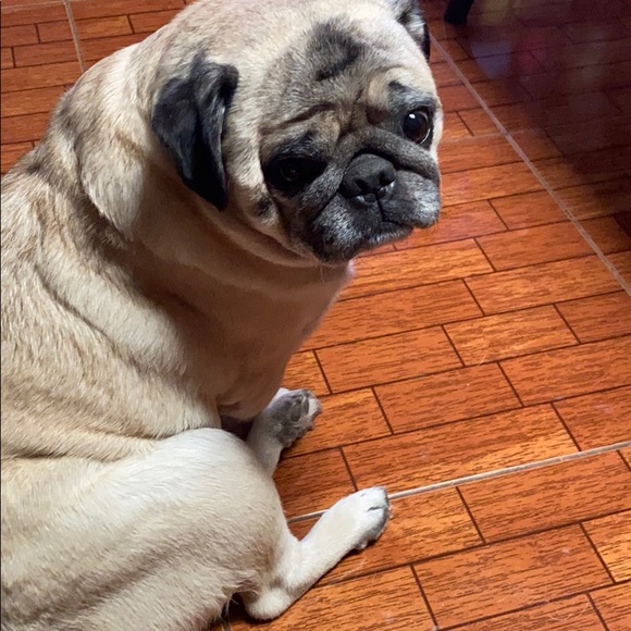 Profile Picture of Giovanna Gabrielli (@giovis12) on Poshmark