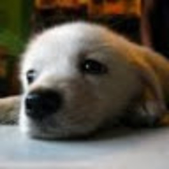 Profile Picture of Joung Kim (@joung_k) on Poshmark