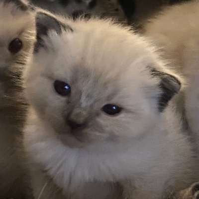 Profile Picture of Samina Bilal (@Saminabilal) on Twitter