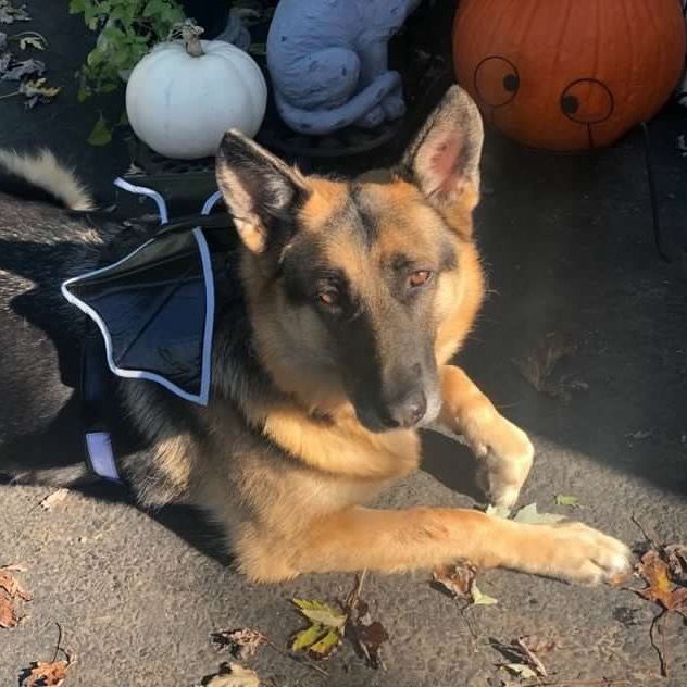 Profile Picture of Jagger ❤️ (@helpjaggerbeatcancer2) on Tiktok