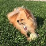 Profile Picture of Amber The Pomeranian (@amberr_the_pom) on Instagram