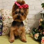 Profile Picture of Юлия | Грумер | Стрижка собак (@lomova_julia_groomer) on Instagram