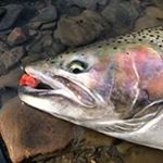 Profile Picture of jeffrey lester (@jeff.lester1963) on Instagram