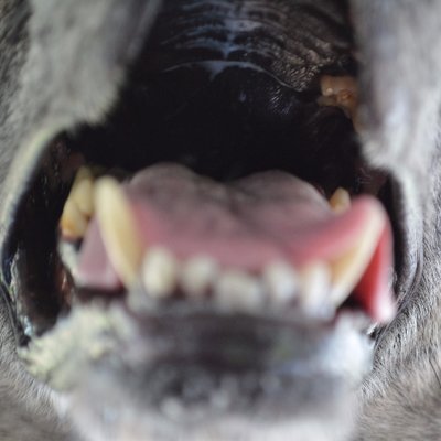 Profile Picture of Adam Shulman (@andT_goditsapun) on Twitter