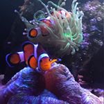 Profile Picture of Manel C (@manelos53) on Instagram