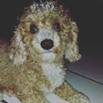 Profile Picture of Benjamin Guillen (@benjamin.guillen.77) on Instagram