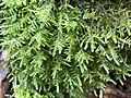 Profile Picture of Alleniella complanataon Wikipedia