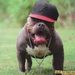 Profile Picture of Jason Ischia (@ischia1772) on Pinterest