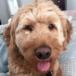 Profile Picture of Matthew Mullaney (@buffalobills757) on Instagram