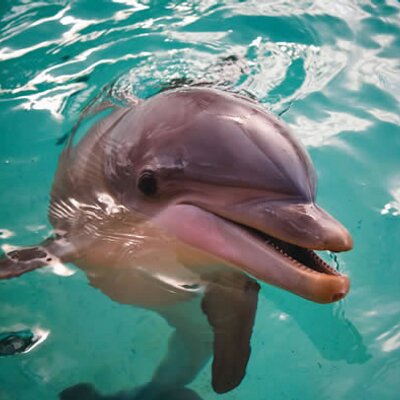 Profile Picture of Heather Levesque (@Dolphinnotshark) on Twitter