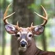 Profile Picture of Matthew Brandon (@matthewbrandon5627) on Youtube